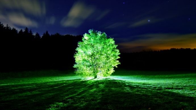 tree1